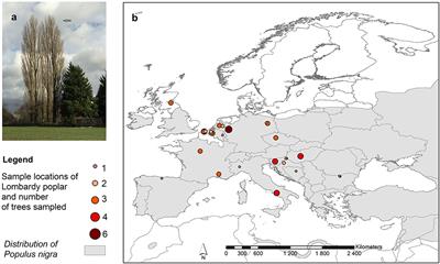 Variability in DNA Methylation and Generational Plasticity in the Lombardy Poplar, a Single Genotype Worldwide Distributed Since the Eighteenth Century